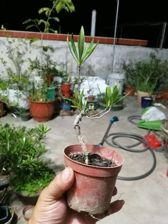 栀子花下山桩怎么改造的方法 图片