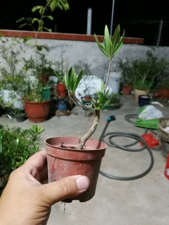 栀子花下山桩怎么改造的方法 图片