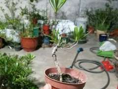 栀子花下山桩怎么改造的方法 图片