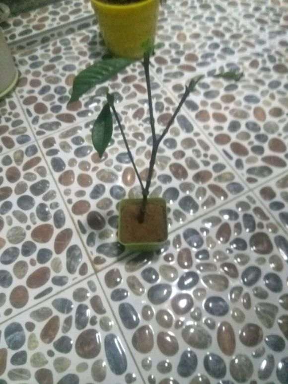栀子花下山桩怎么扦插上盆