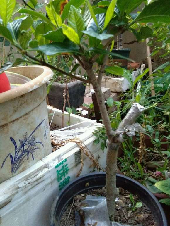 大叶栀子花下山桩怎么嫁接的方法 图片