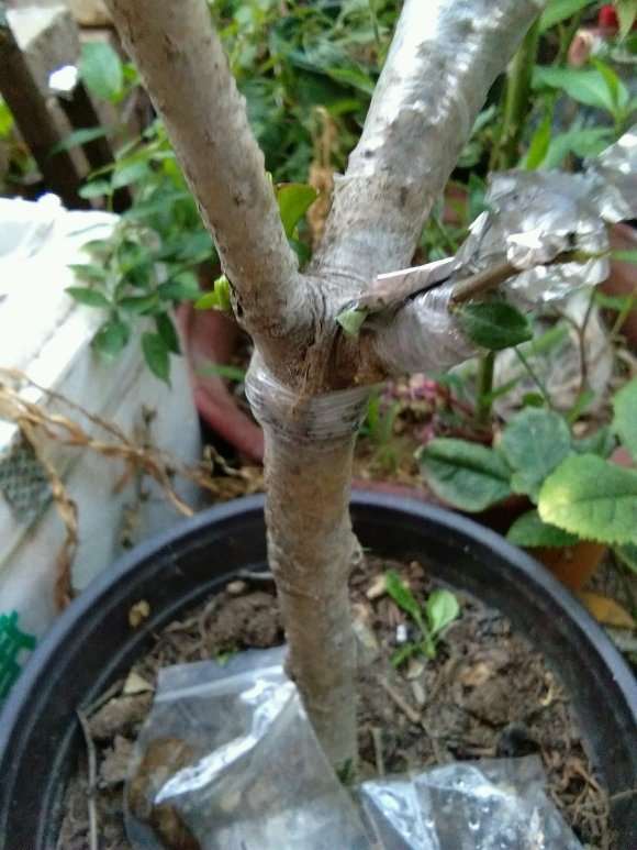 大叶栀子花下山桩怎么嫁接的方法 图片