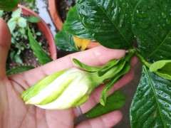 这个栀子花下山桩是什么品种 图片