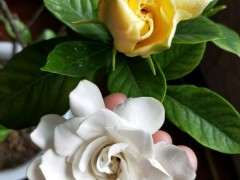 为什么栀子花下山桩开两种颜色 图片