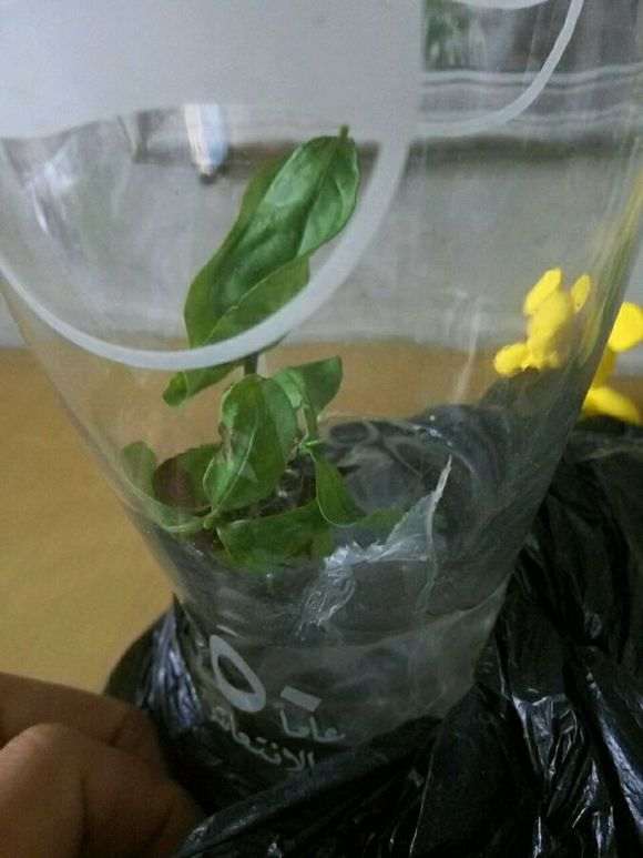 图解 水培栀子花怎么生根的方法
