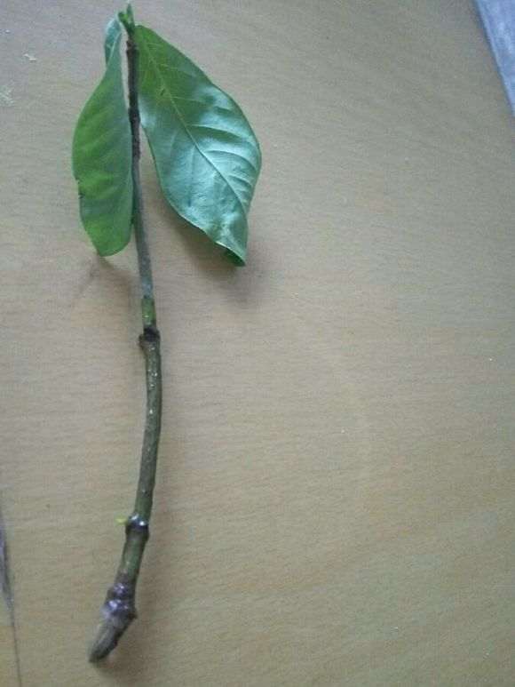 图解 水培栀子花怎么生根的方法