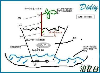 图解 水培栀子花怎么生根的方法