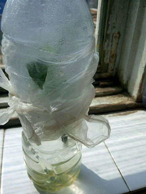 水培栀子花怎么生根的方法