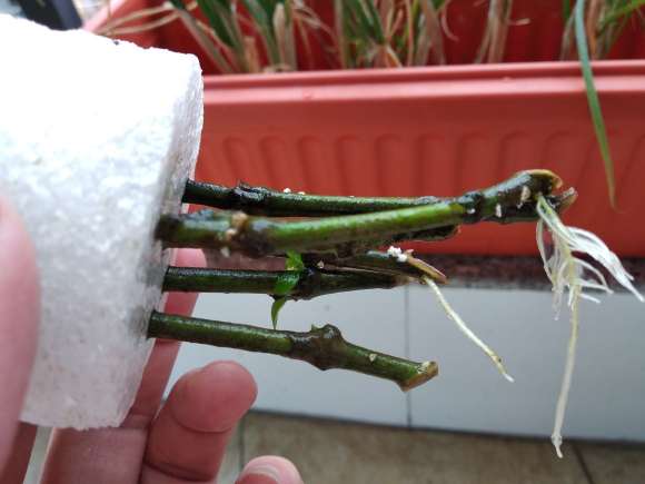 水插栀子花可以移栽到花盆吗 图片