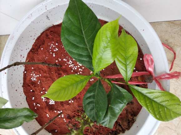 水插栀子花可以移栽到花盆吗 图片