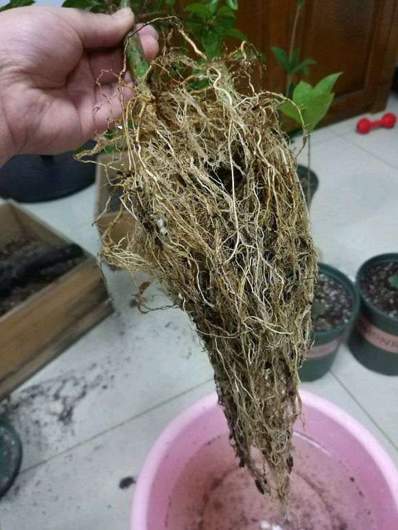 栀子花下山桩洗根后怎么修剪 图片