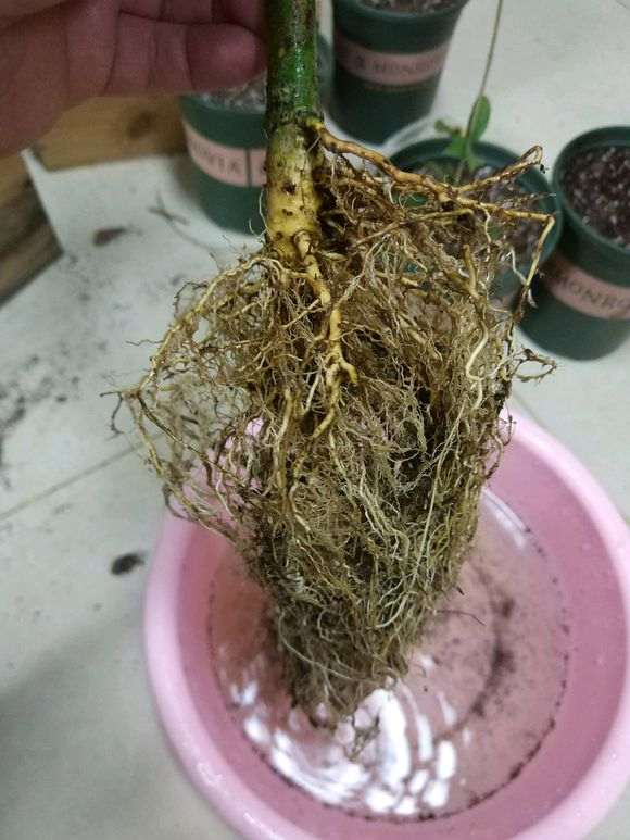 栀子花下山桩洗根后怎么修剪 图片