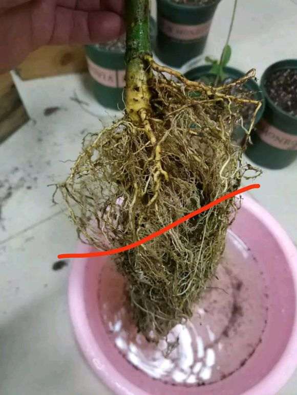 栀子花下山桩洗根后怎么修剪 图片