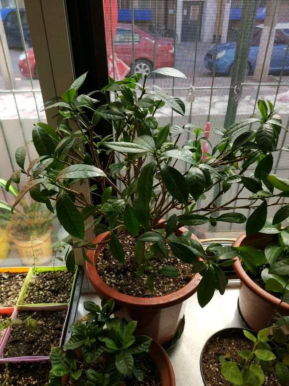 栀子花下山桩洗根后怎么修剪 图片