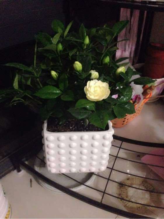 为什么我的栀子花越开越小 图片
