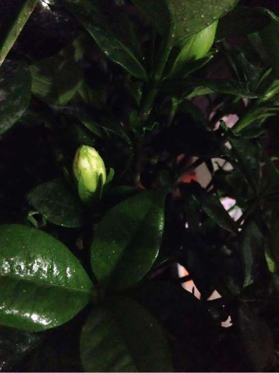 为什么我的栀子花越开越小 图片