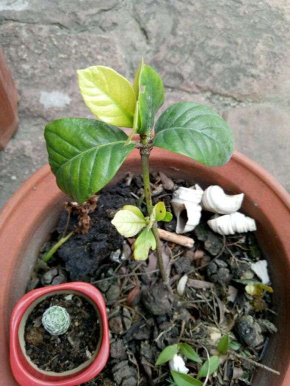 图解 栀子花下山桩怎么换盆的方法