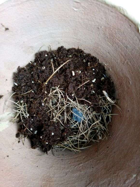 栀子花下山桩怎么换盆的方法 图片