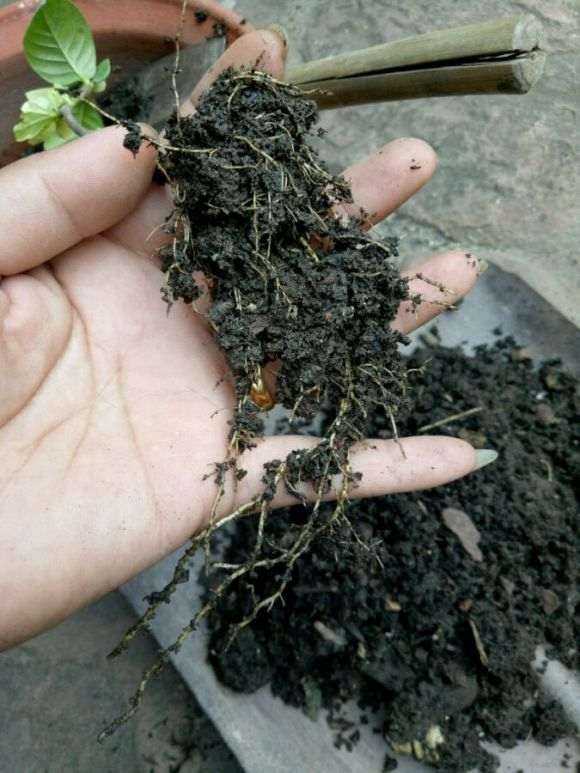 栀子花下山桩怎么换盆的方法 图片