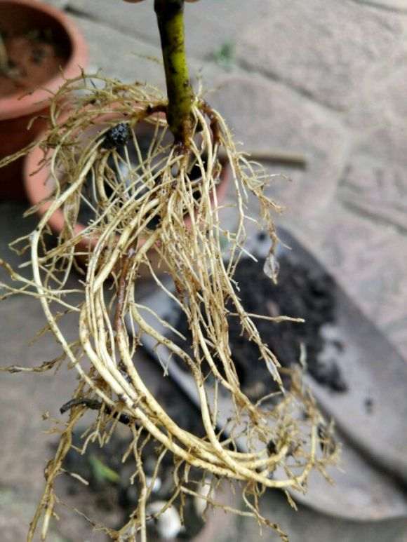 栀子花下山桩怎么换盆的方法 图片