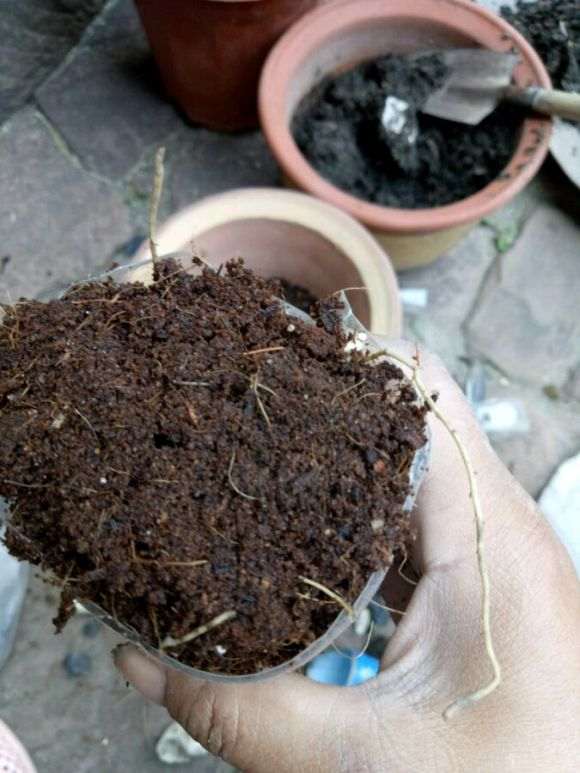 图解 栀子花下山桩怎么换盆的方法