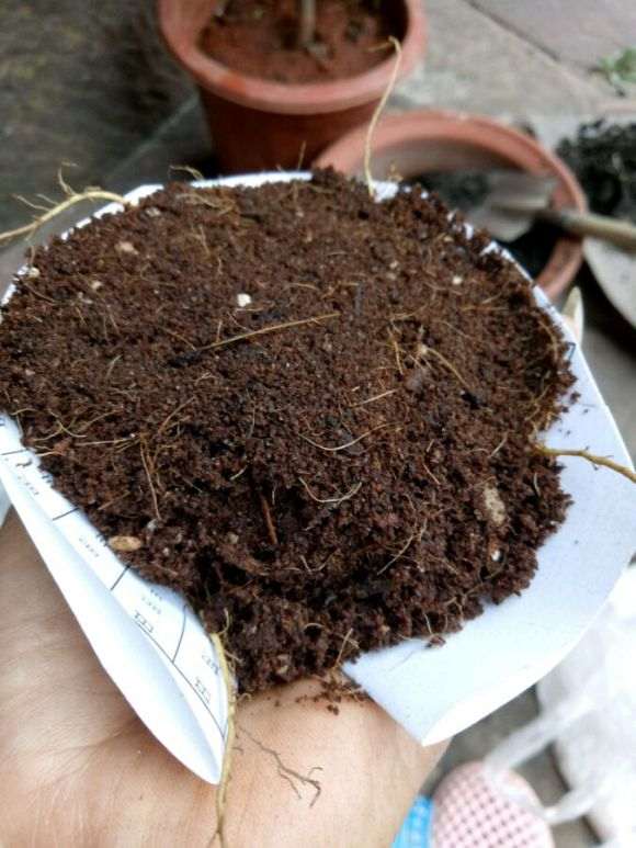 图解 栀子花下山桩怎么换盆的方法