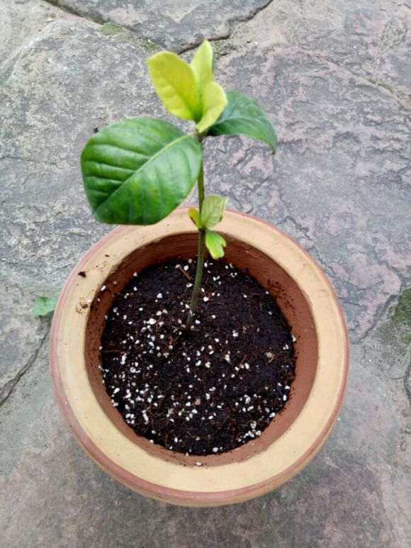 图解 栀子花下山桩怎么换盆的方法