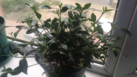 栀子花下山桩晒伤了怎么办 图片