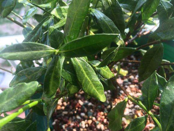 栀子花下山桩晒伤了怎么办 图片