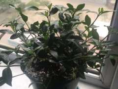 栀子花下山桩晒伤了怎么办 图片