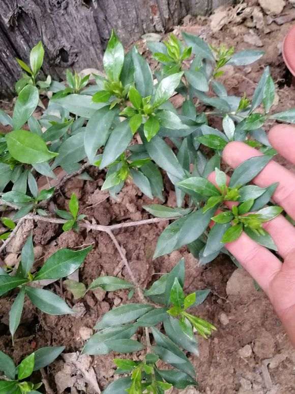 如何区分栀子花下山桩的品种 图片