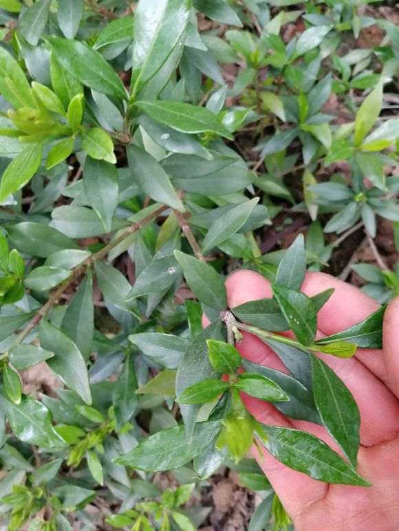 如何区分栀子花下山桩的品种 图片