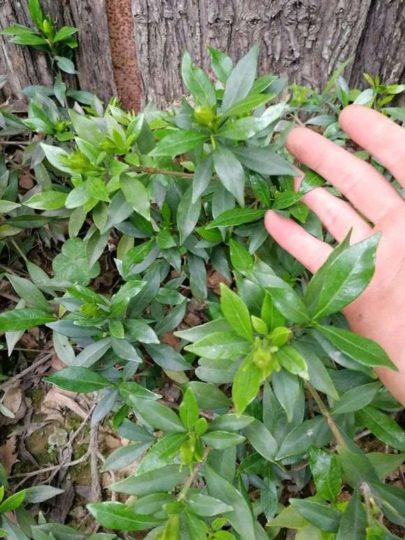 如何区分栀子花下山桩的品种 图片