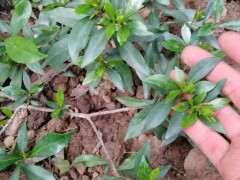 如何区分栀子花下山桩的品种 图片