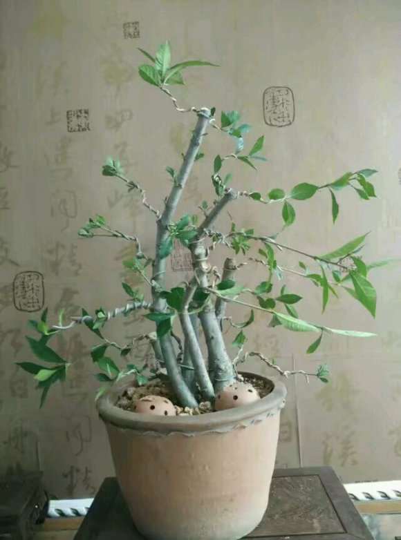 为什么栀子花下山桩其实很难养 图片