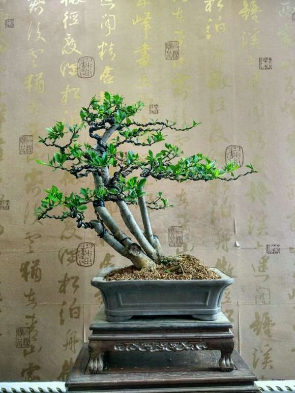 为什么栀子花下山桩其实很难养 图片