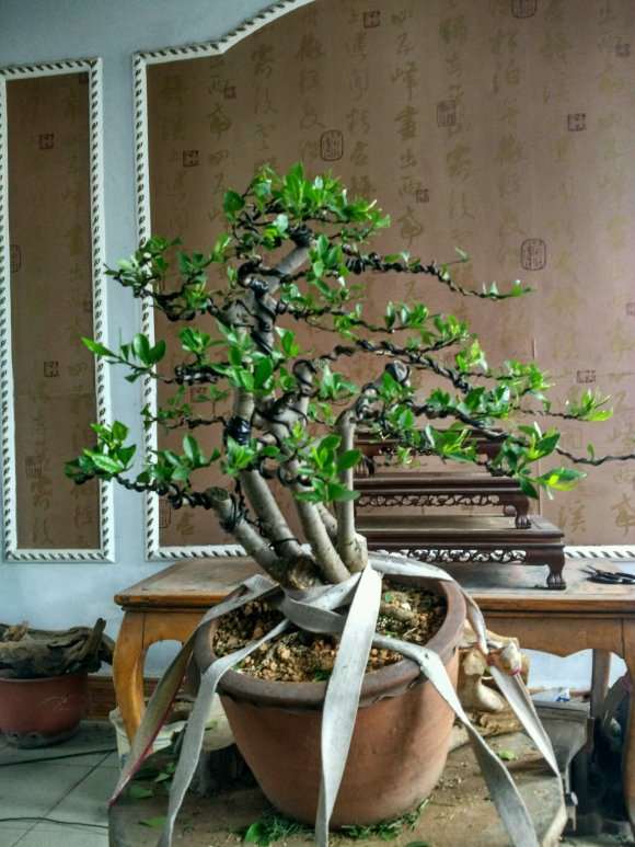 为什么栀子花下山桩其实很难养 图片