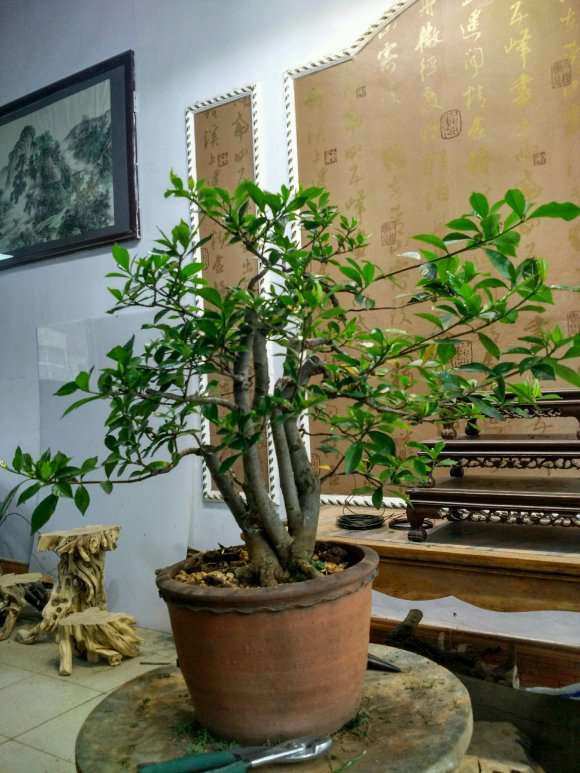 为什么栀子花下山桩其实很难养 图片