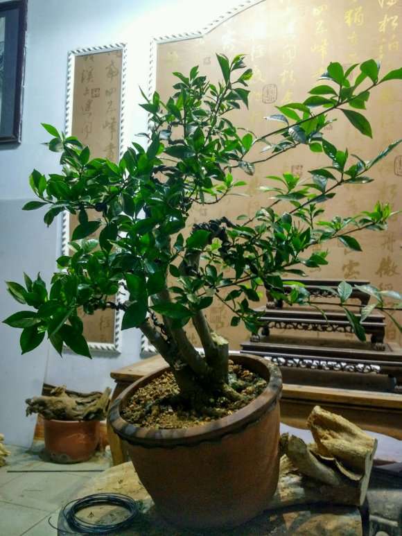 为什么栀子花下山桩其实很难养 图片