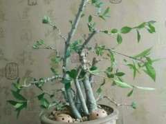 为什么栀子花下山桩其实很难养 图片