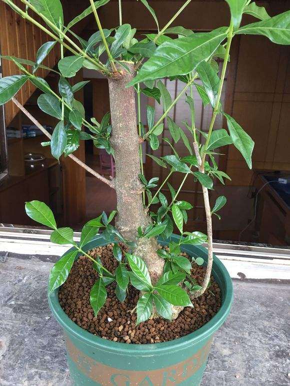 北方可以种植栀子下山桩吗 图片