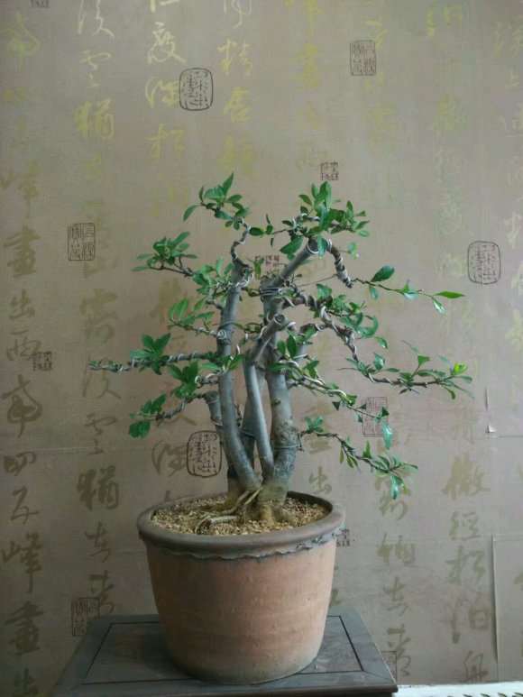 北方可以种植栀子下山桩吗 图片