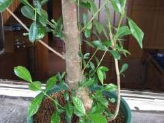 北方可以种植栀子下山桩吗 图片