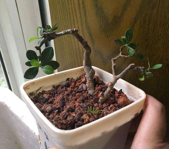 栀子花下山桩什么用土配方 最好 图片