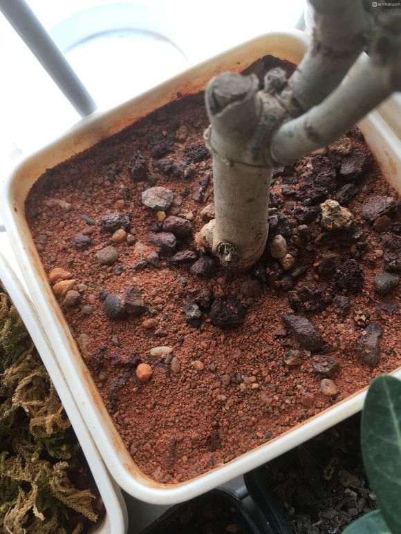 栀子花下山桩什么用土配方 最好 图片