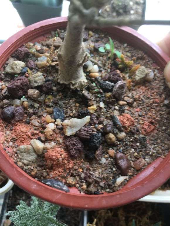 栀子花下山桩什么用土配方 最好 图片
