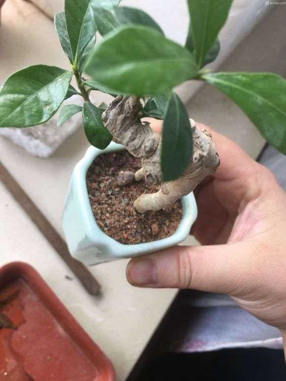 栀子花下山桩什么用土配方 最好 图片