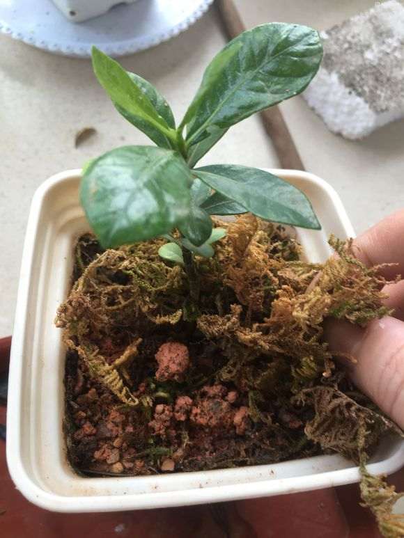 牡丹栀子下山桩几天浇水1次最好 图片