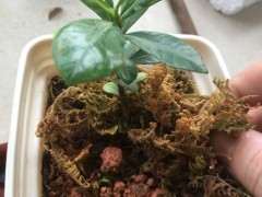 牡丹栀子下山桩几天浇水1次最好 图片