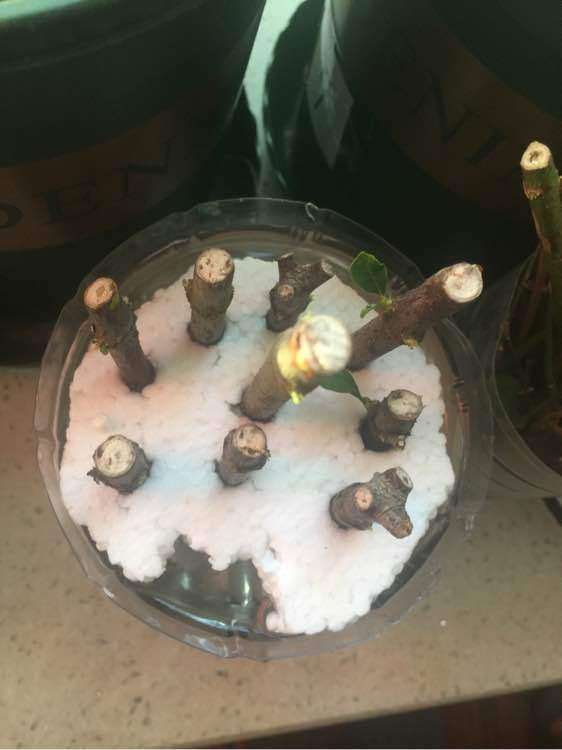 怎么水插栀子下山桩的方法 图片